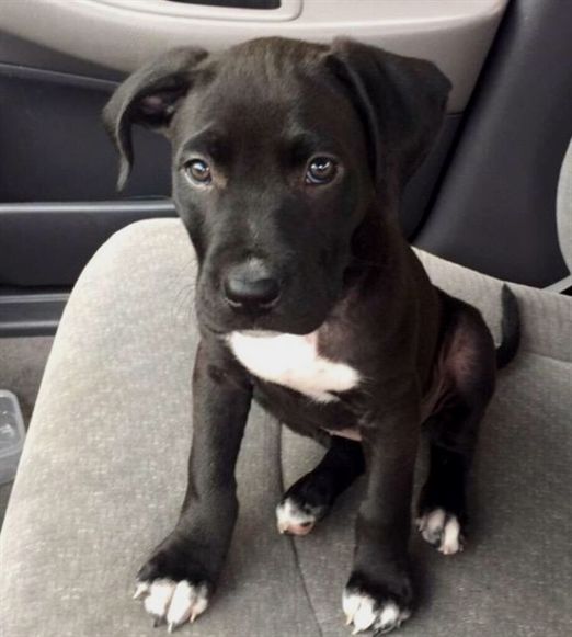 American Pitbull Near Me (Alex)