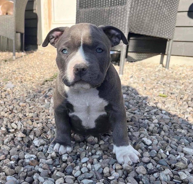 Meet Luna | Pitbull puppies for sale - Image 3