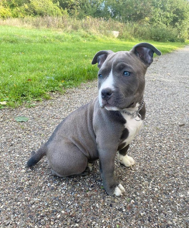 Meet Luna | Pitbull puppies for sale - Image 4
