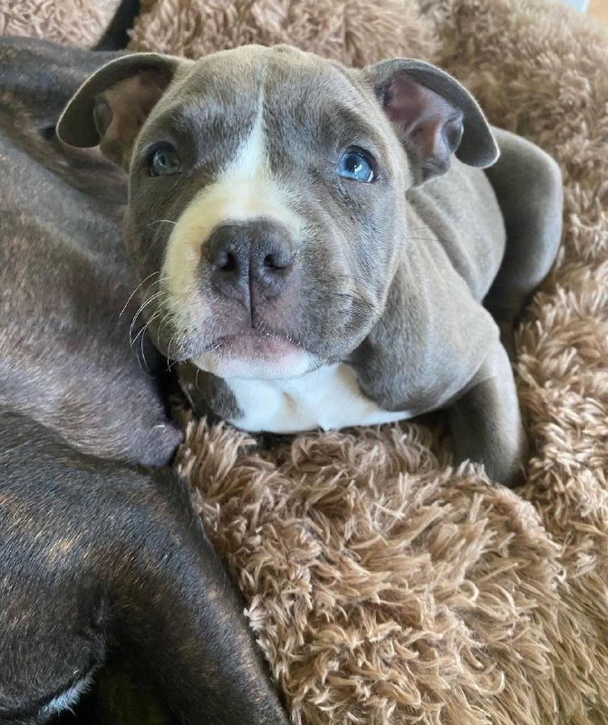 Meet Luna | Pitbull puppies for sale