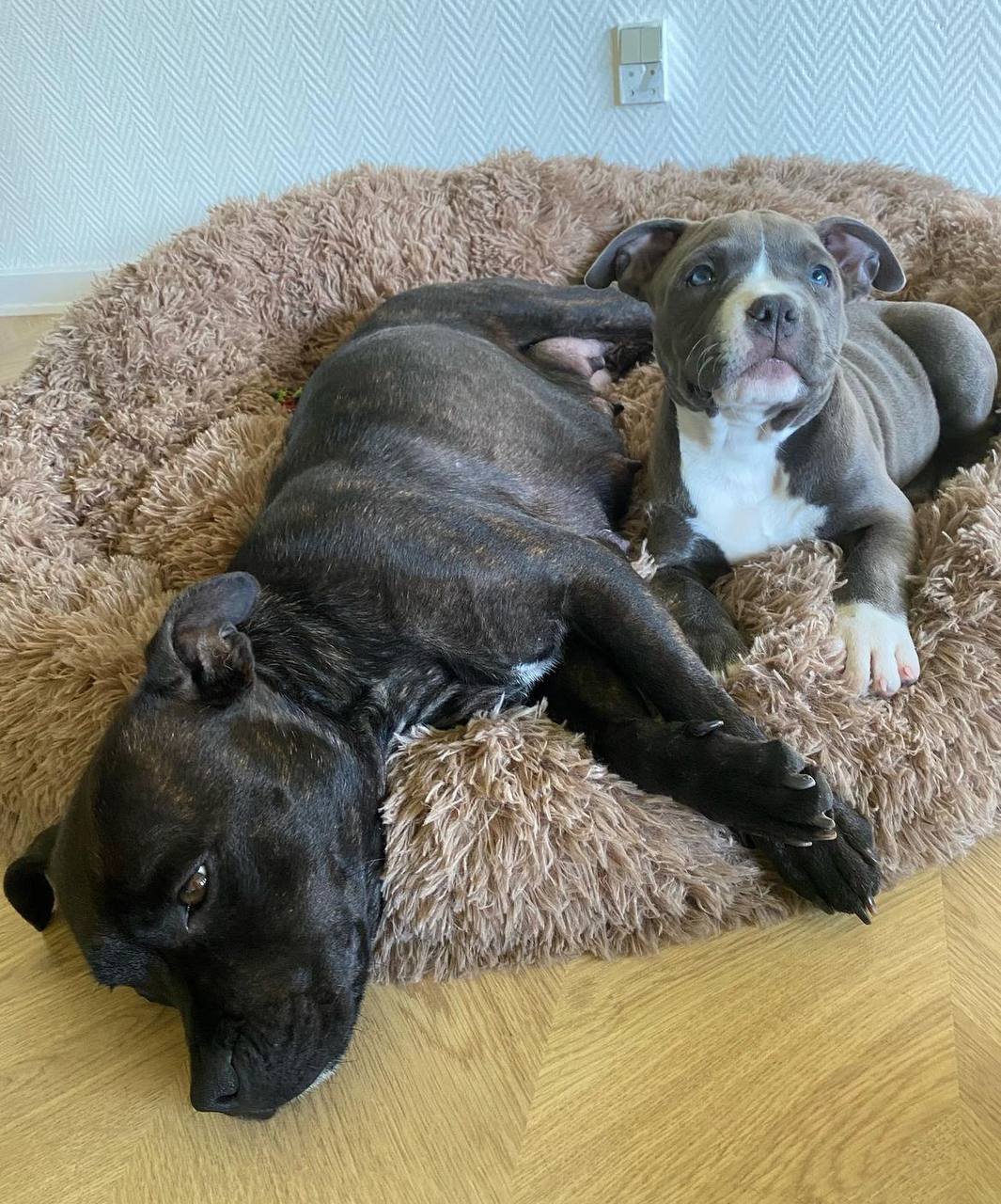 Meet Luna | Pitbull puppies for sale - Image 6