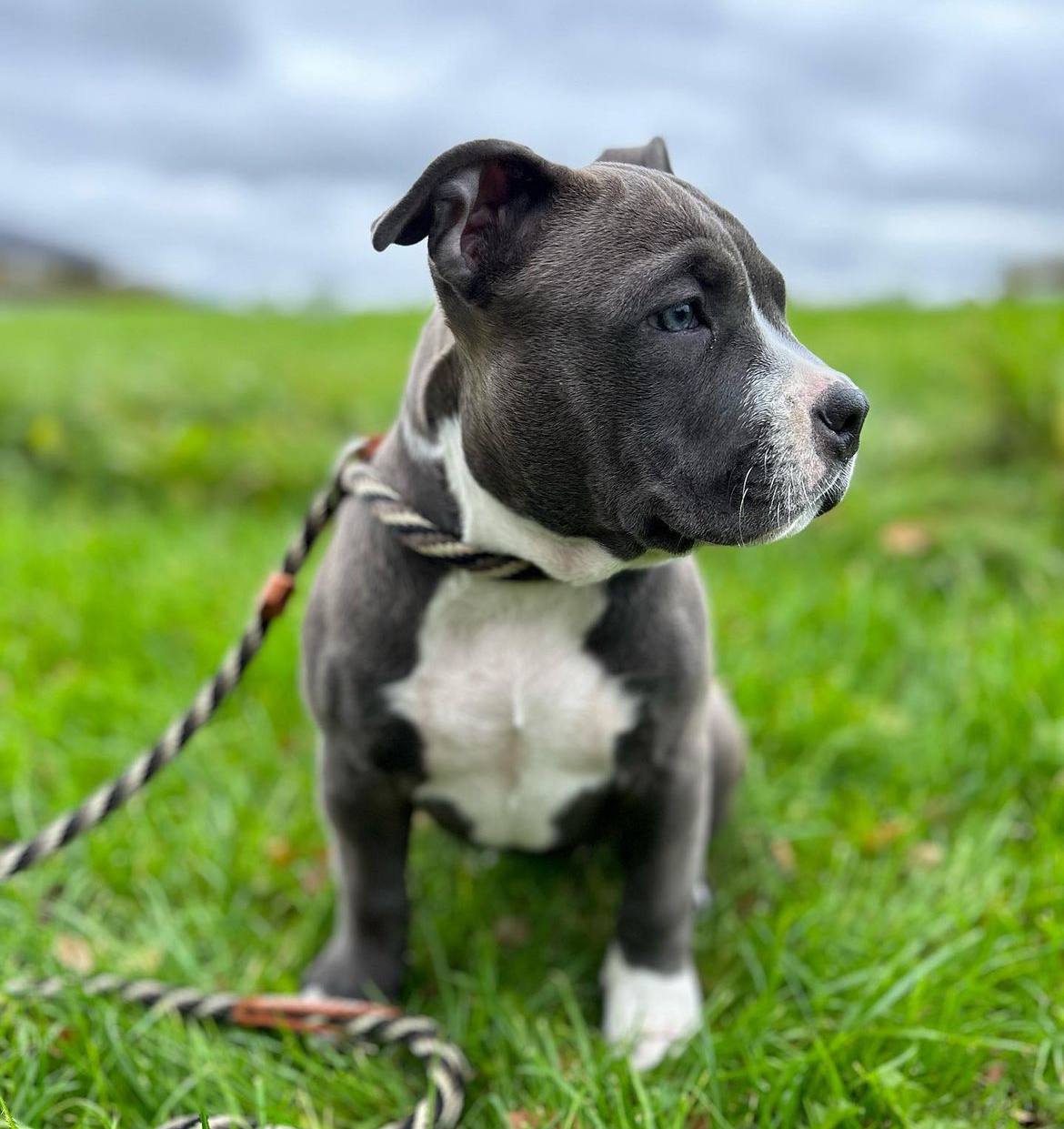 Meet Luna | Pitbull puppies for sale - Image 7