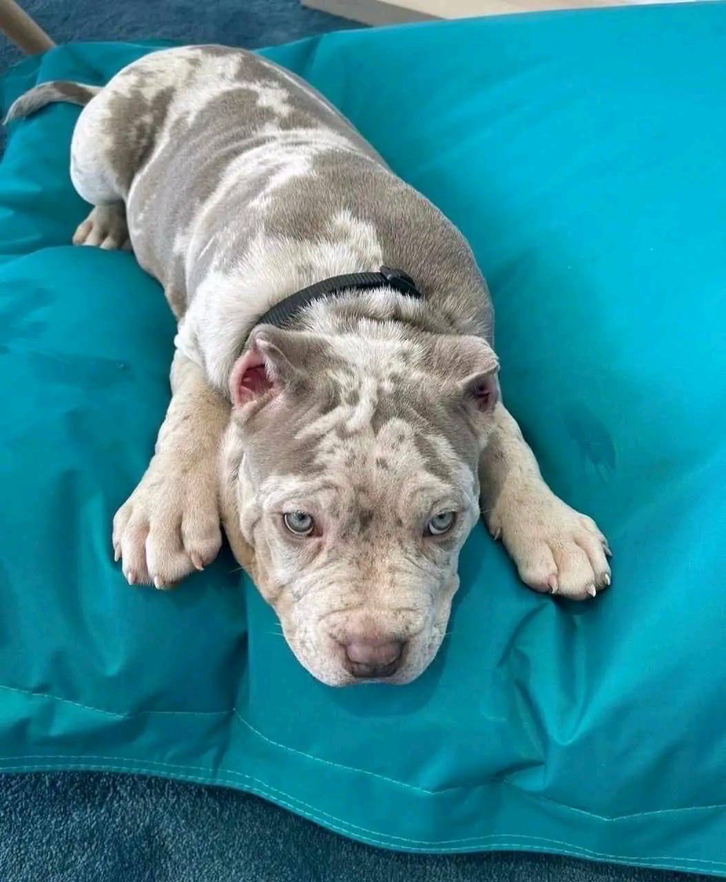 Meet Annie | Pitbull pets near me
