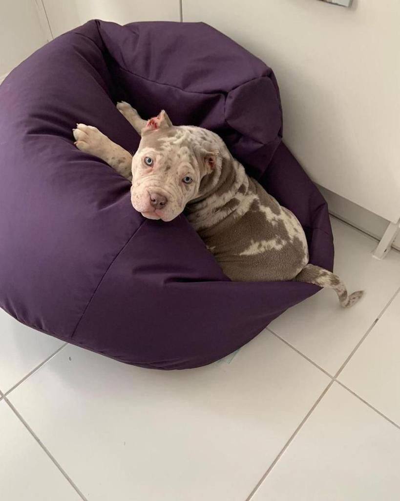 Meet Annie | Pitbull pets near me - Image 3