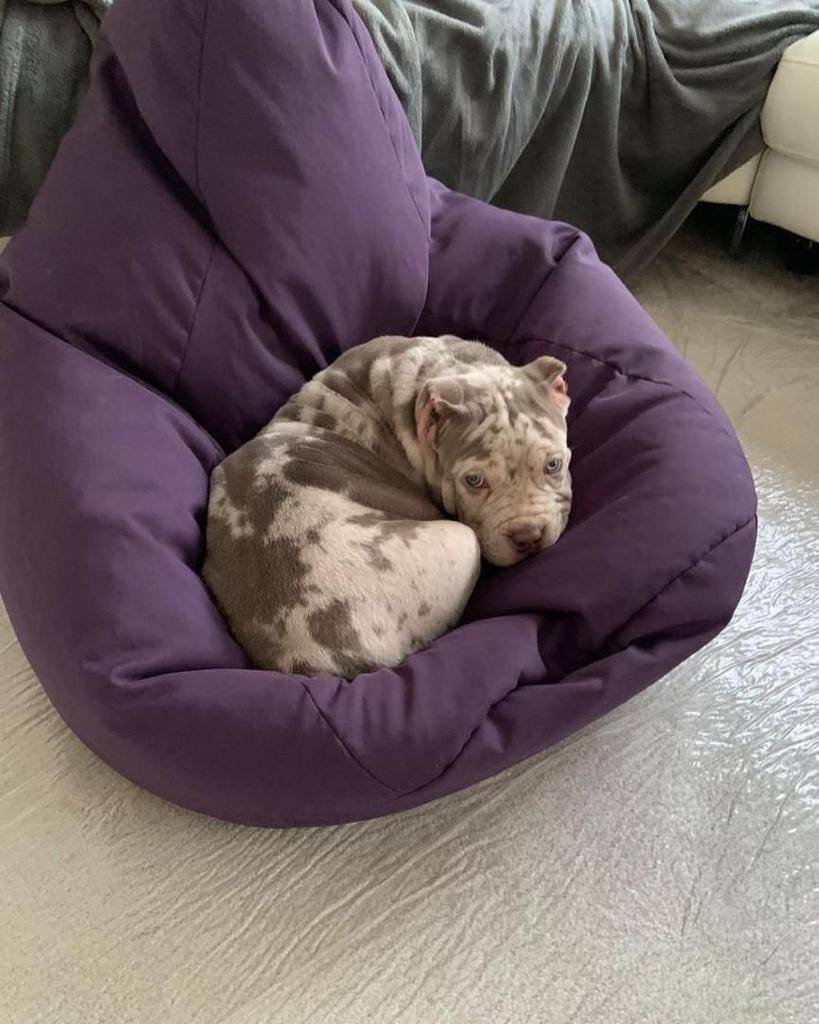 Meet Annie | Pitbull pets near me - Image 2