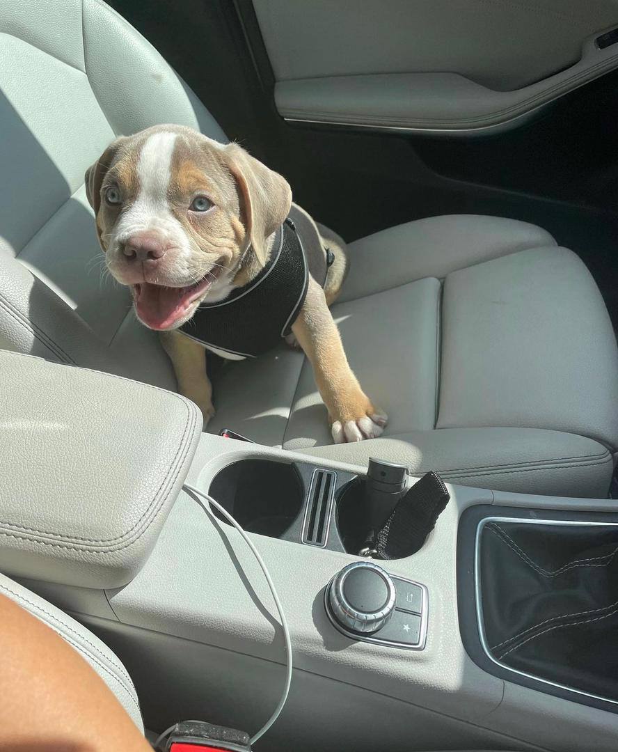 Meet Luna | American Pitbull Puppies - Image 5