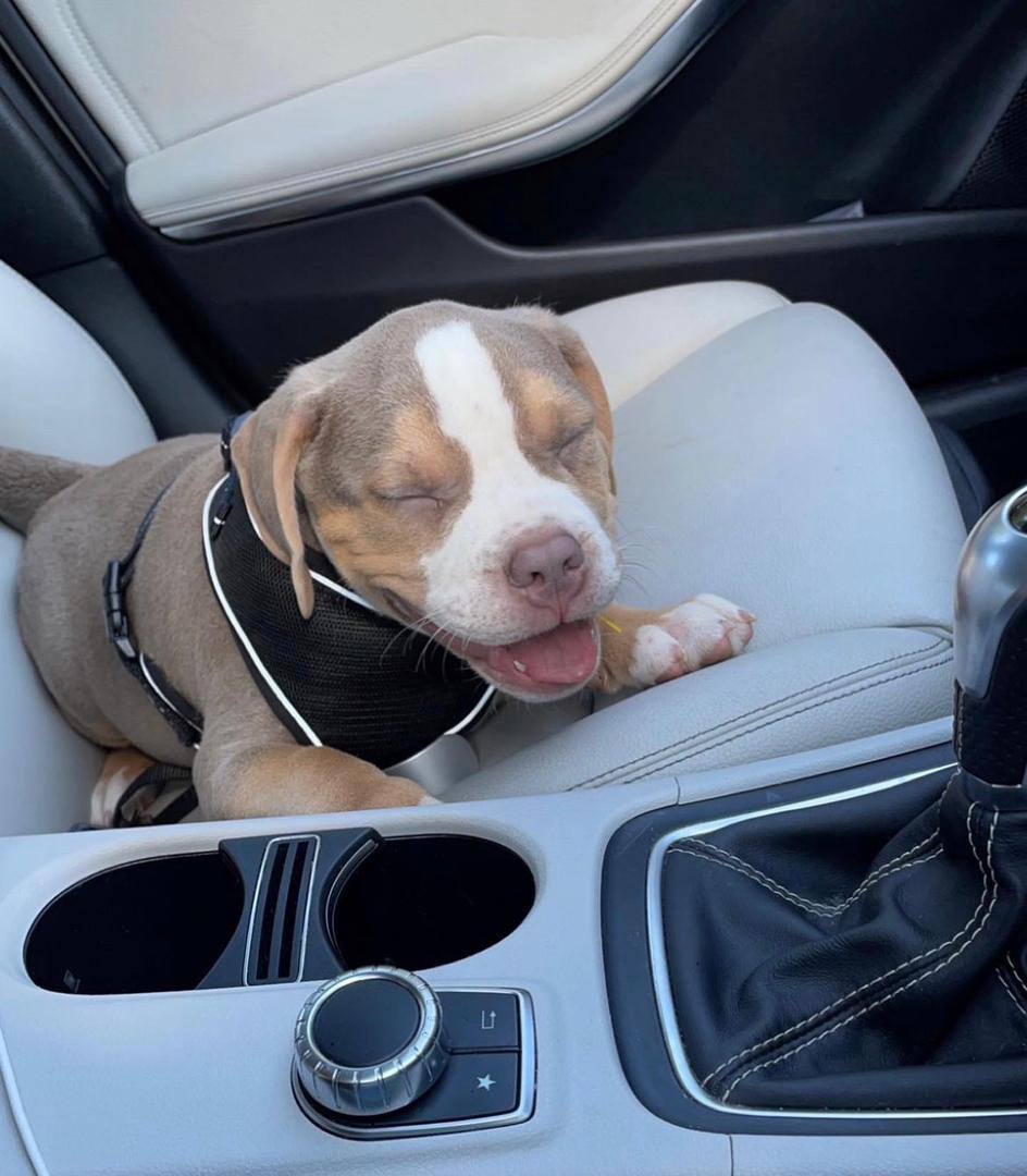 Meet Luna | American Pitbull Puppies - Image 4