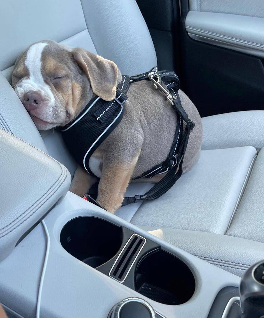 Meet Luna | American Pitbull Puppies