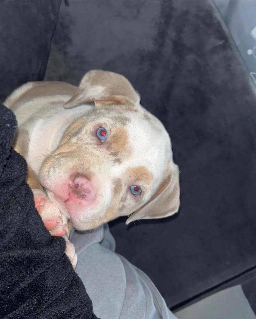 Meet Daisy: Pitbull puppy for sale - Image 6