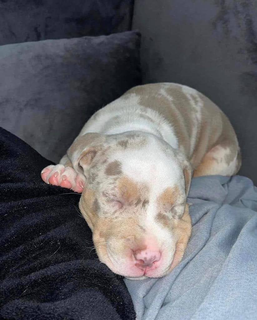 Meet Daisy: Pitbull puppy for sale 