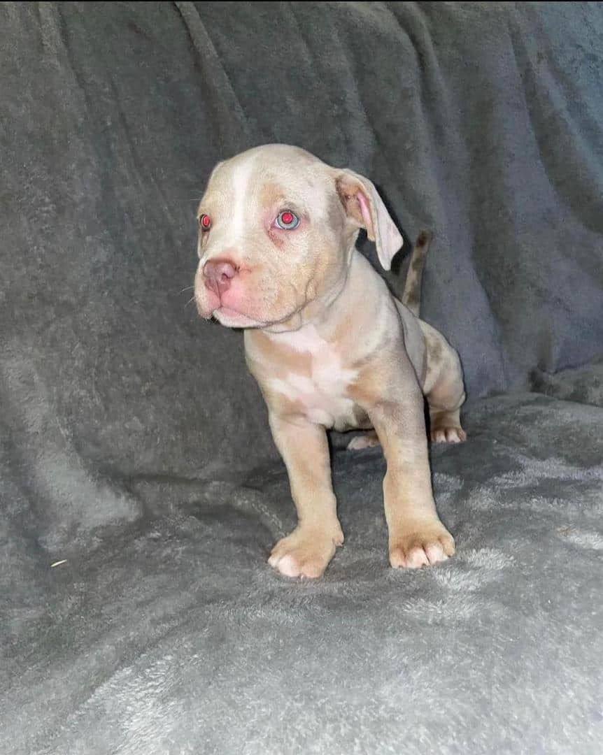 Meet Daisy: Pitbull puppy for sale - Image 3