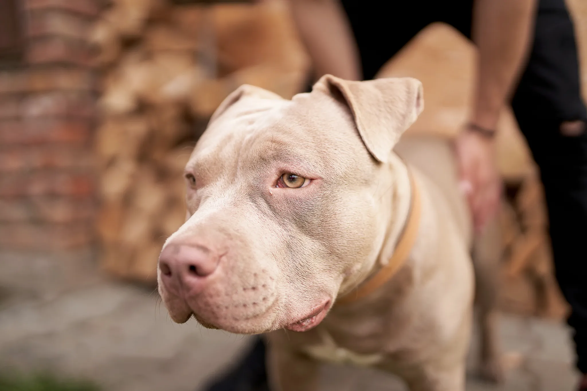 American Pit Bull Terrier - Image 5