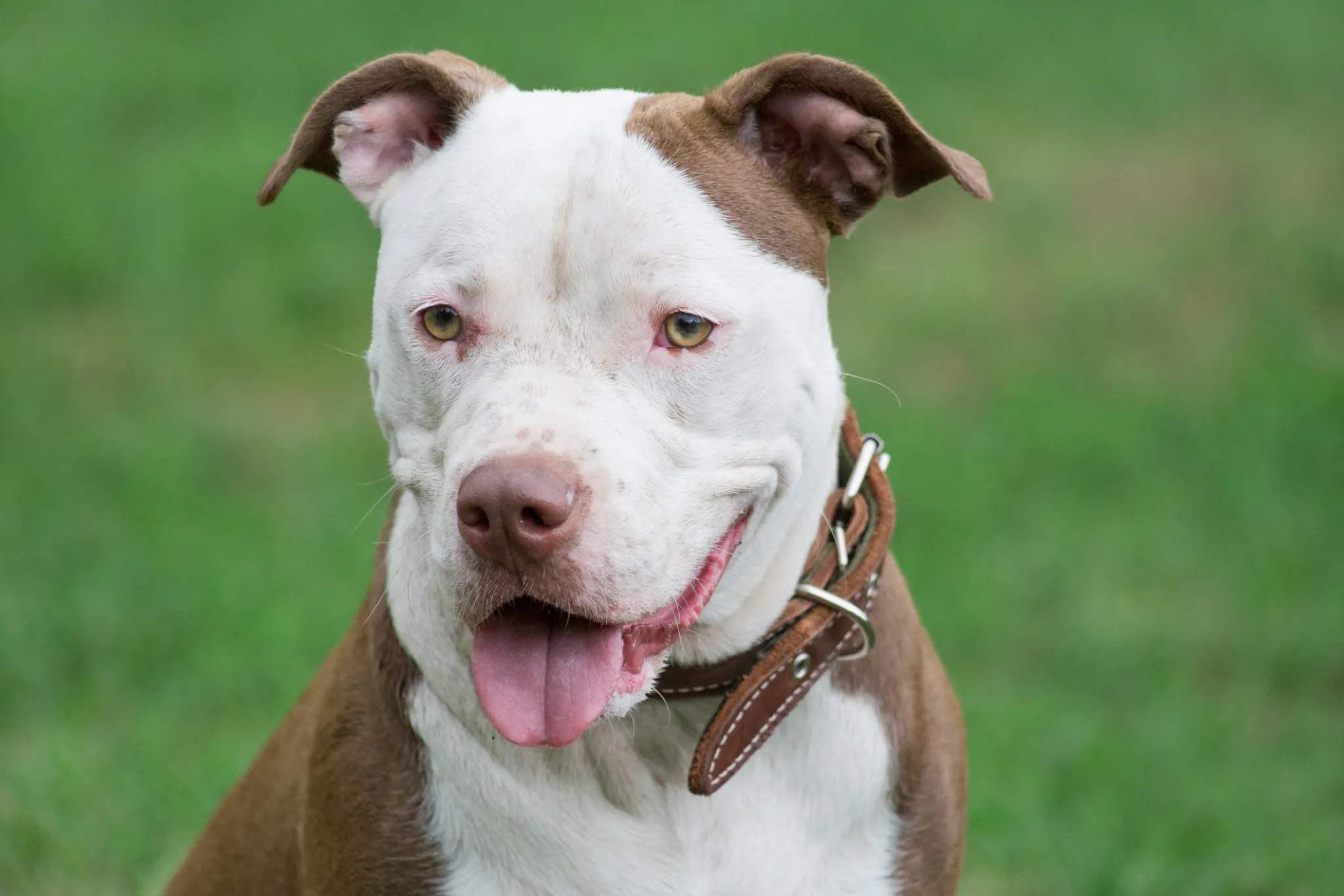 American Pit Bull Terrier - Image 4