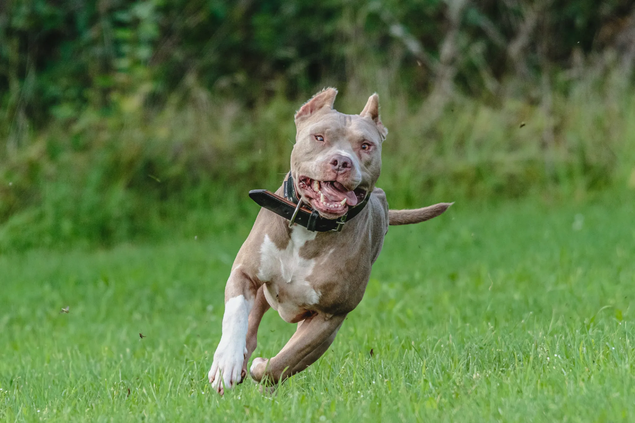American Pit Bull Terrier - Image 3