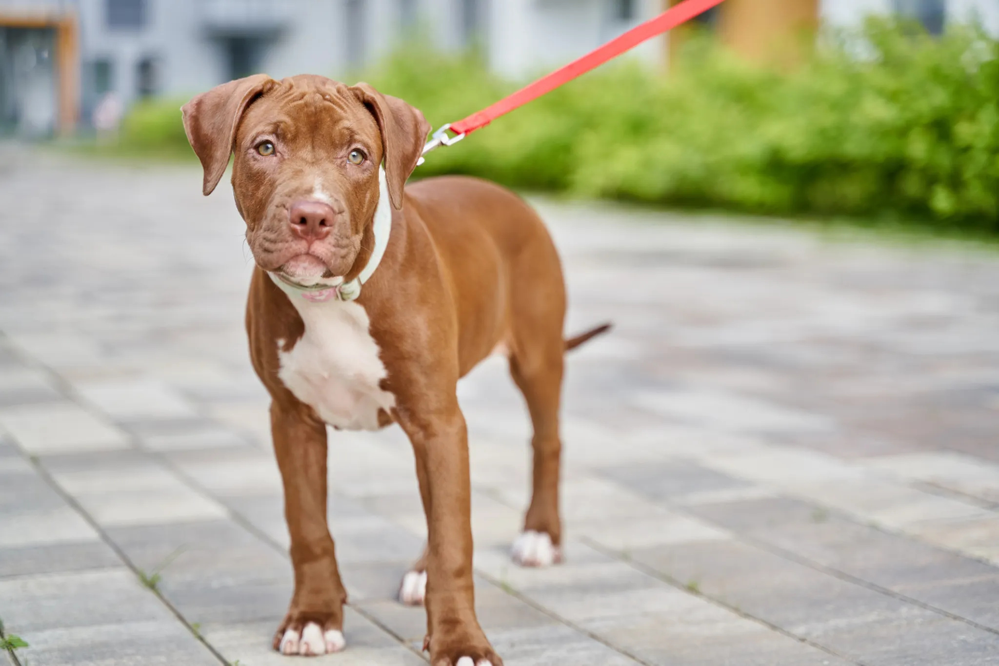 American Pit Bull Terrier - Image 2