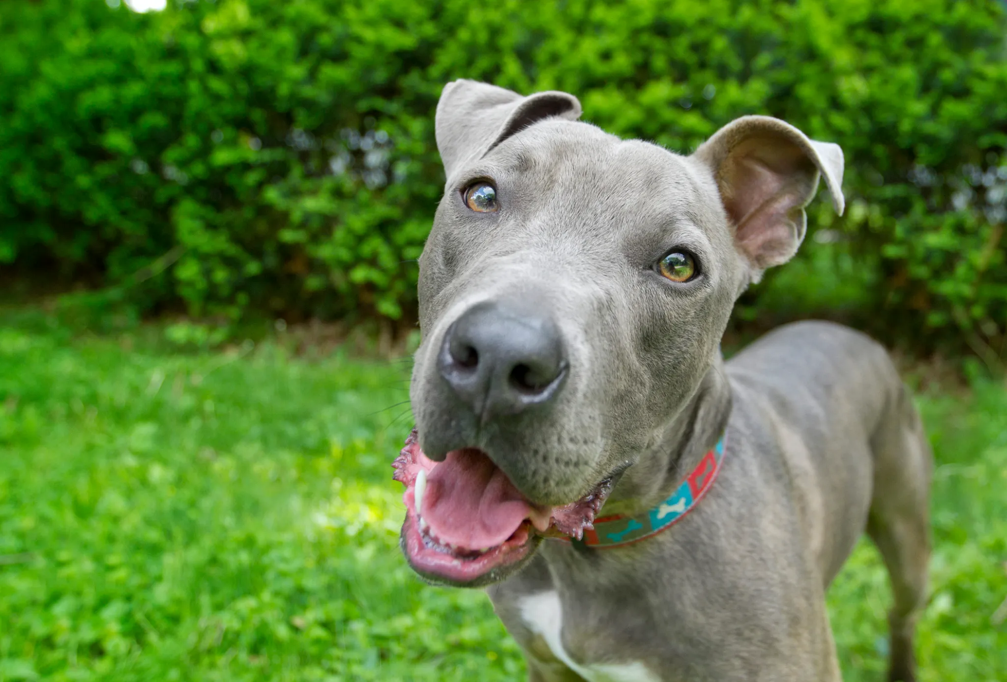 American Pit Bull Terrier - Image 8