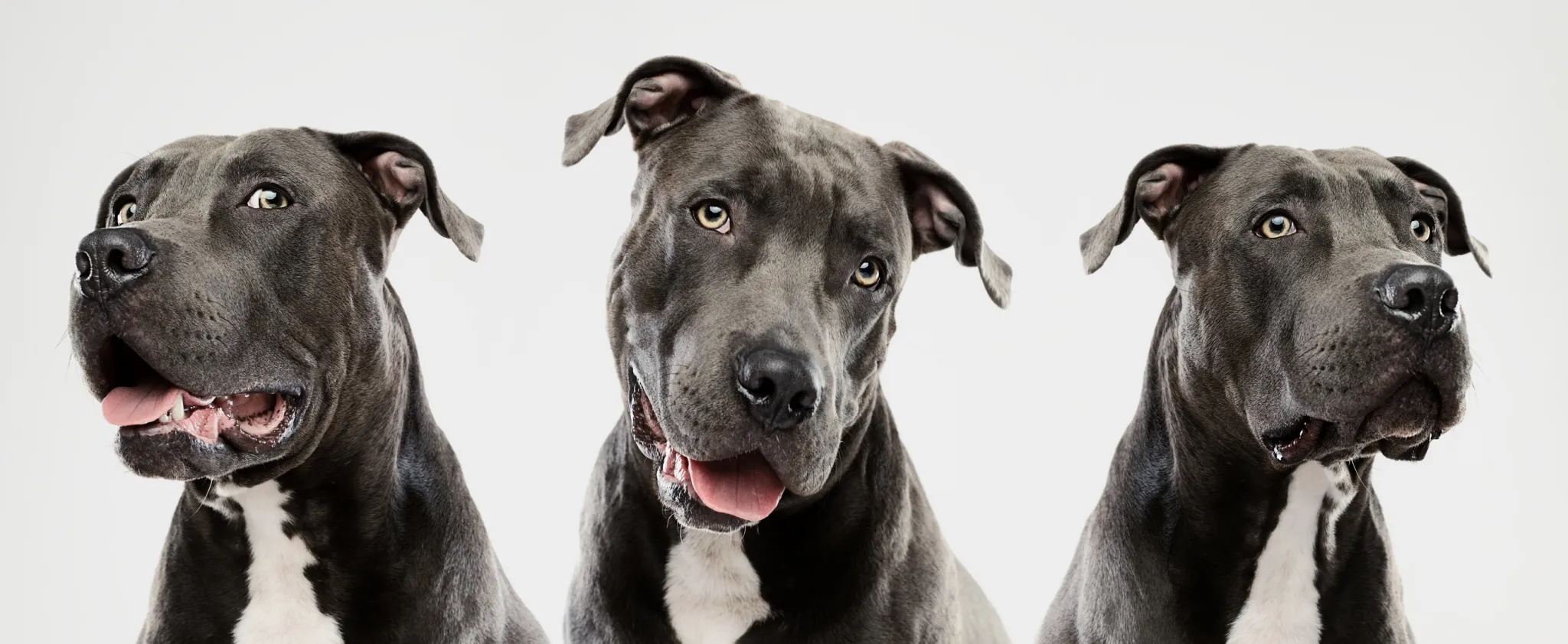 American Pit Bull Terrier - Image 7