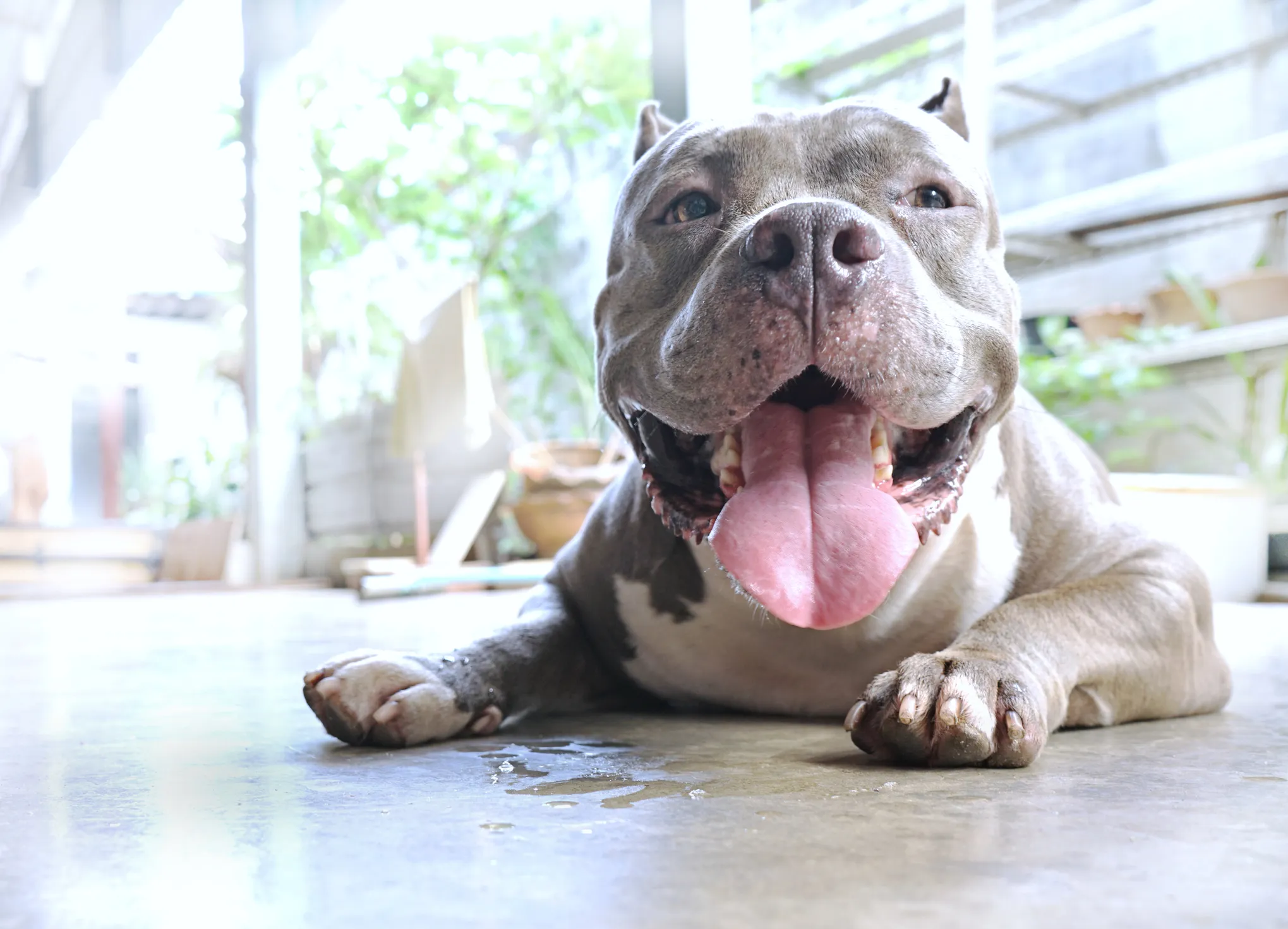 American Pit Bull Terrier - Image 6
