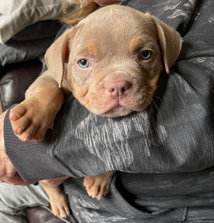 American Pitbull For Sale(Frank) - Image 4