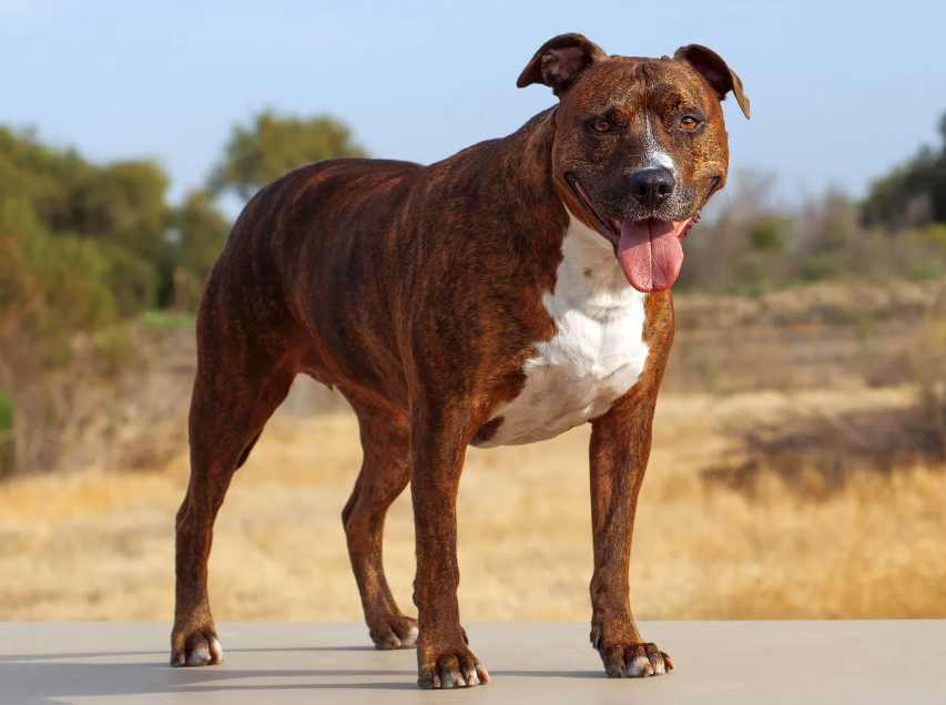 American Pit Bull Terrier