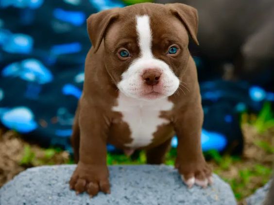 Buy Pit Bull Puppies Near You – Meet Joe