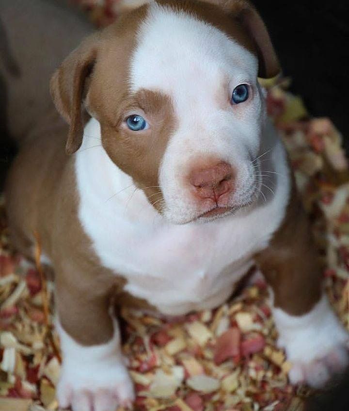 American Bully Pit Bull Puppy for Sale – Meet Usher