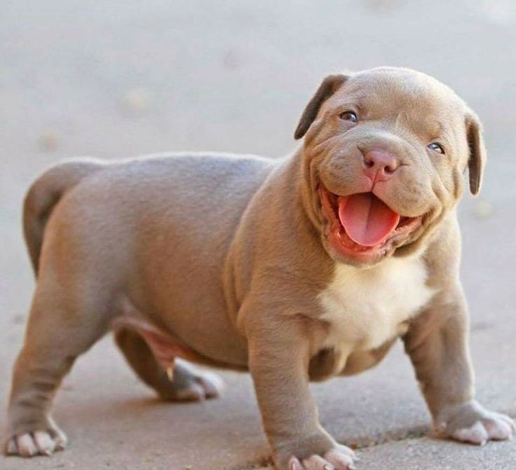 American Pitbull For Sale(Frank) - Image 3