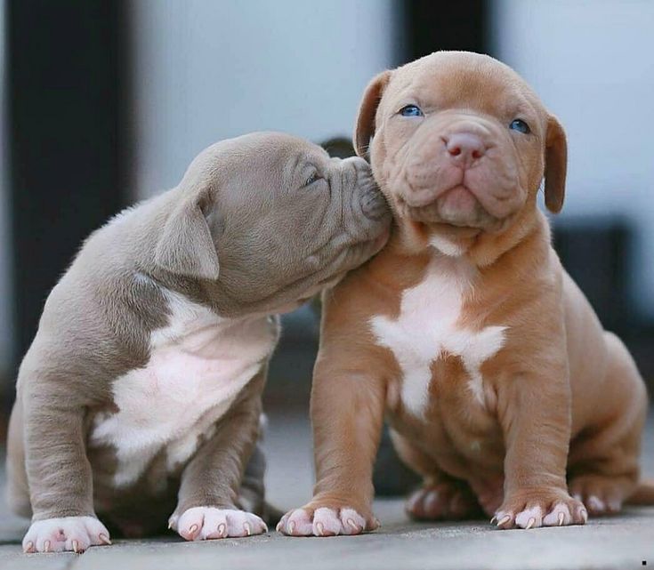 American Pitbull For Sale(Frank) - Image 5