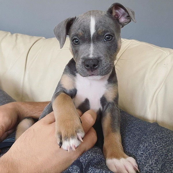 American Pitbull For Sale : Meet Fred