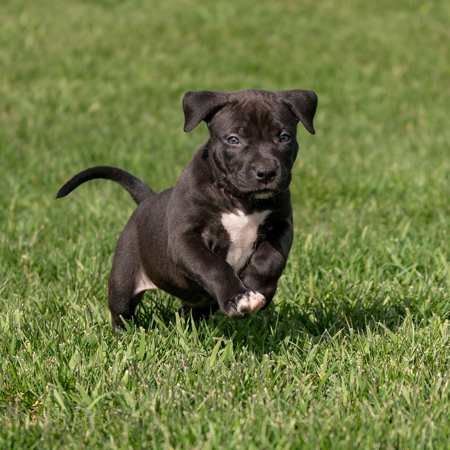 American Pitbull Near Me (Alex) - Image 3