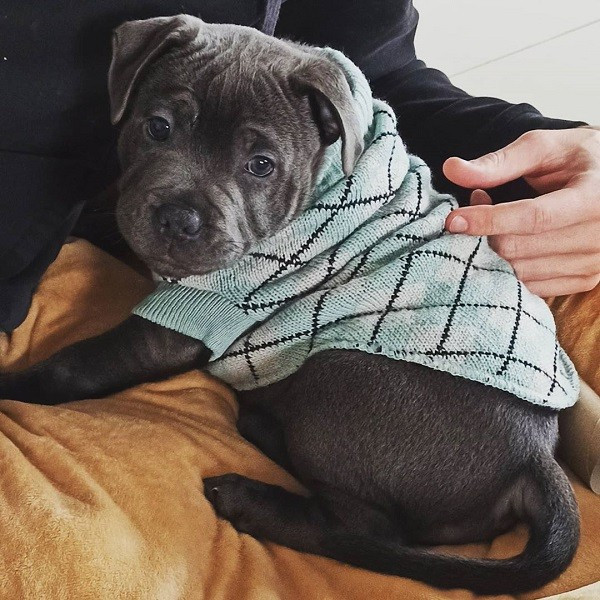 American Pitbull Puppy For Sale : Meet Layla
