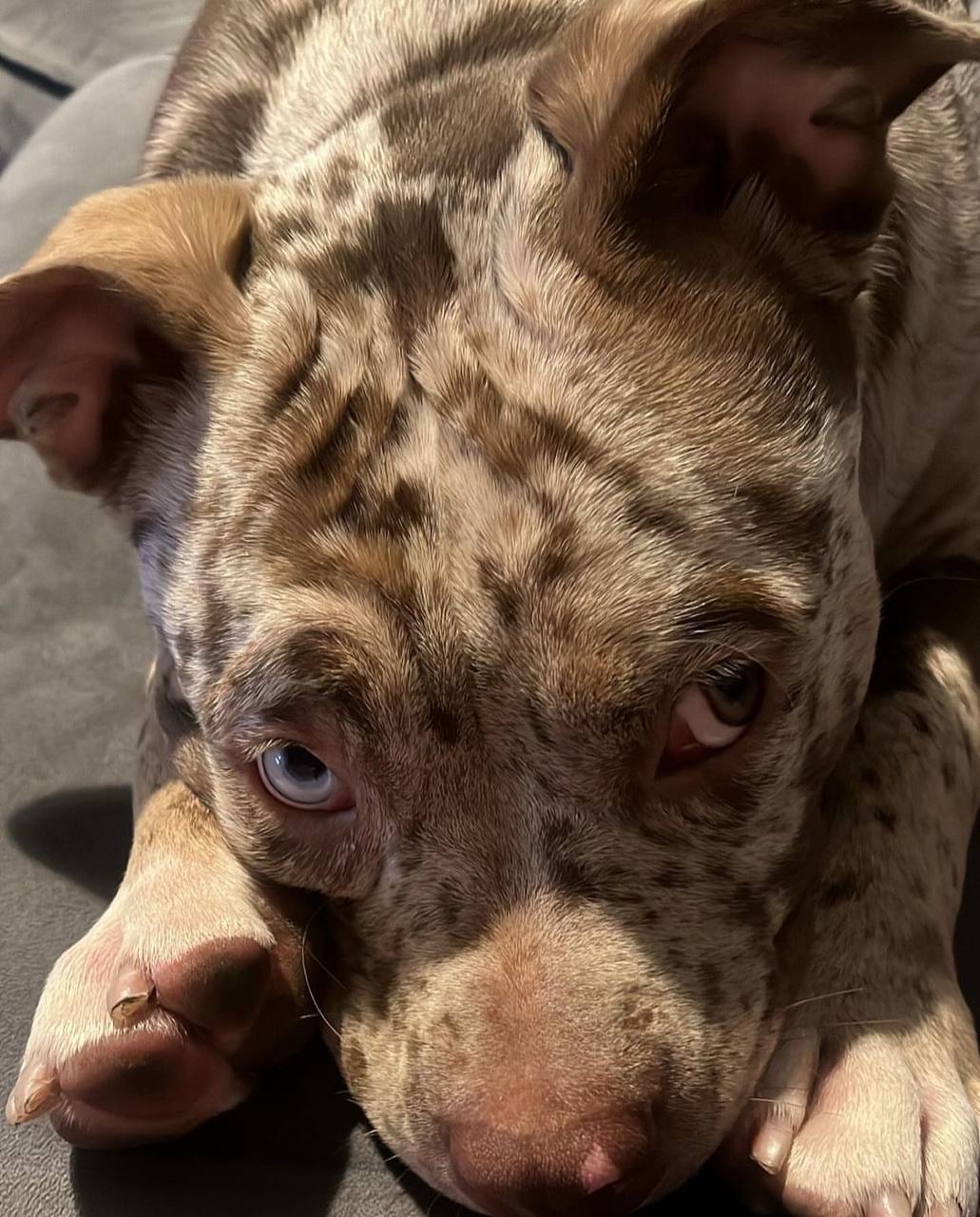 Meet Jessie | Chocolate Pocket Bully - Image 4