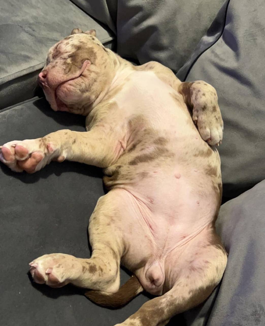 Meet Jessie | Chocolate Pocket Bully - Image 2