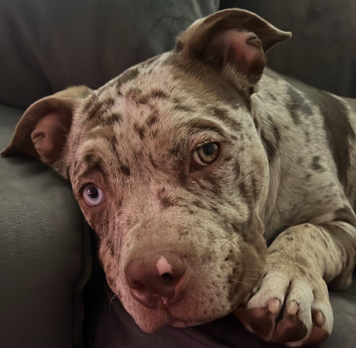 Meet Jessie | Chocolate Pocket Bully - Image 5