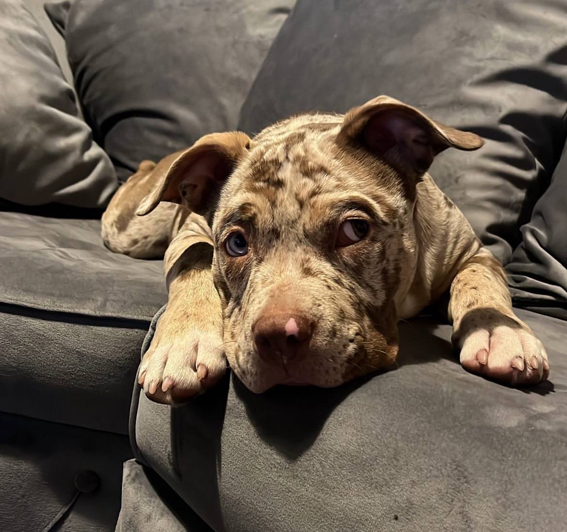 Meet Jessie | Chocolate Pocket Bully - Image 6