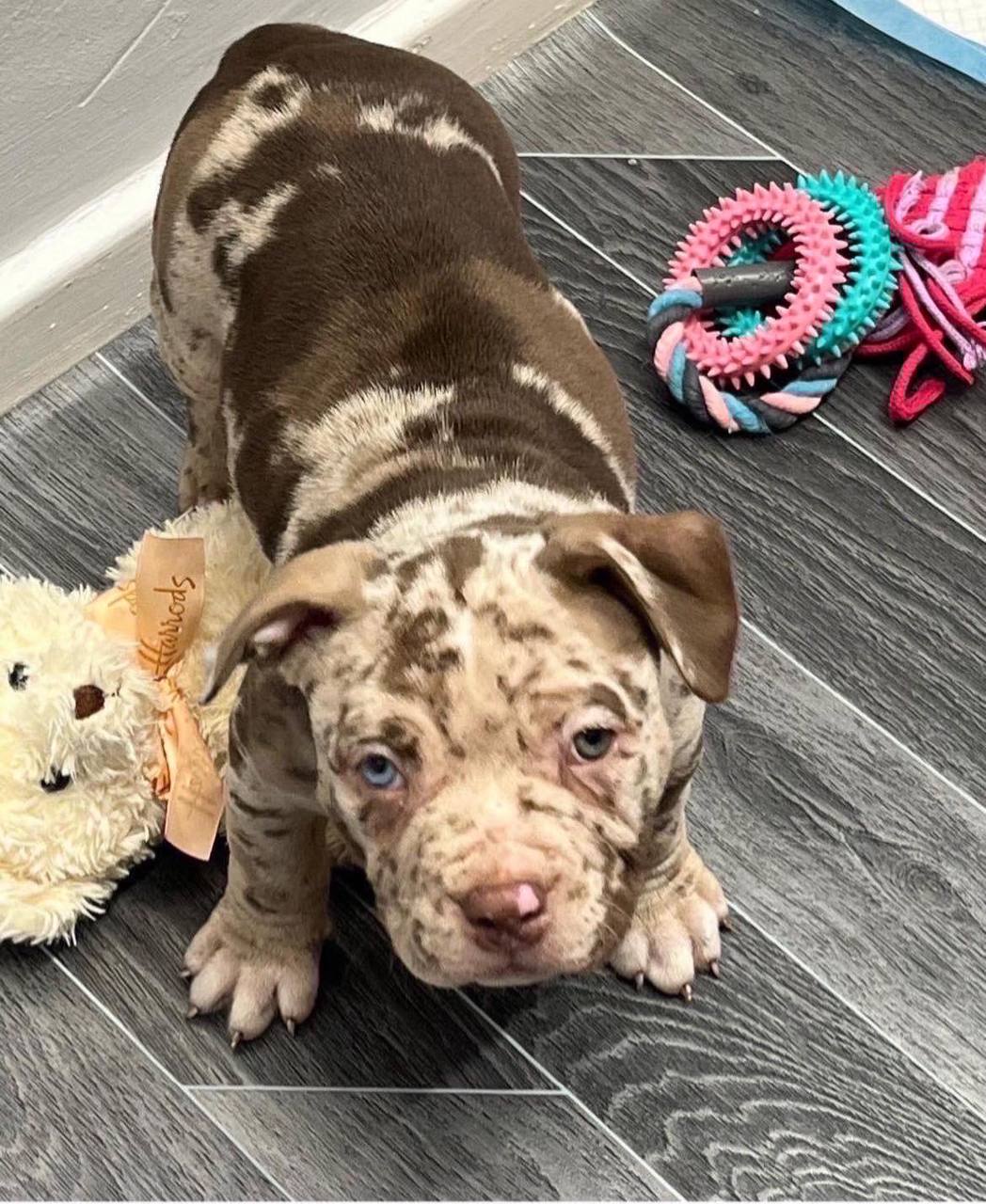 Meet Jessie | Chocolate Pocket Bully