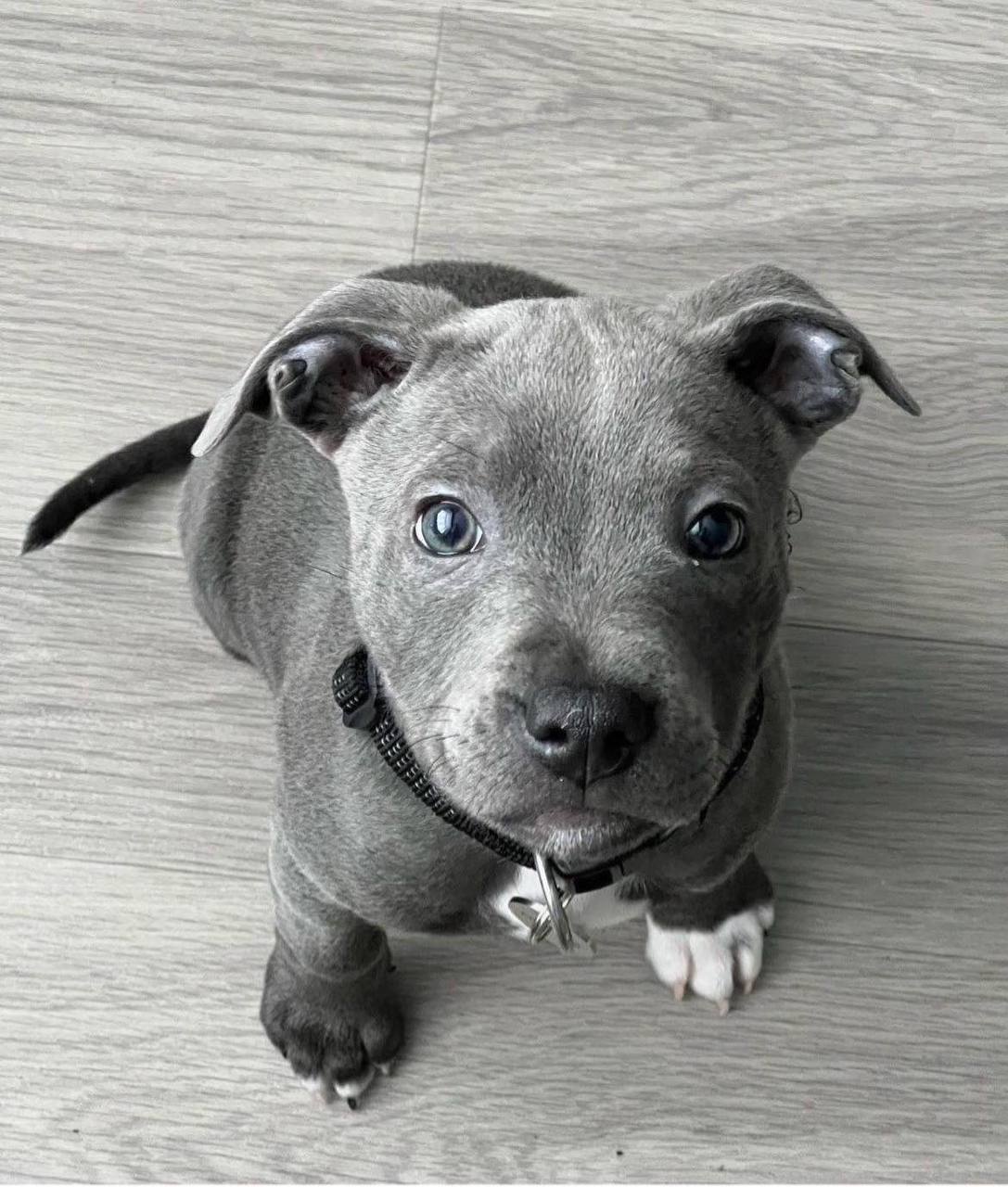 Meet Neville | Blue Staffordshire Bull Terrier
