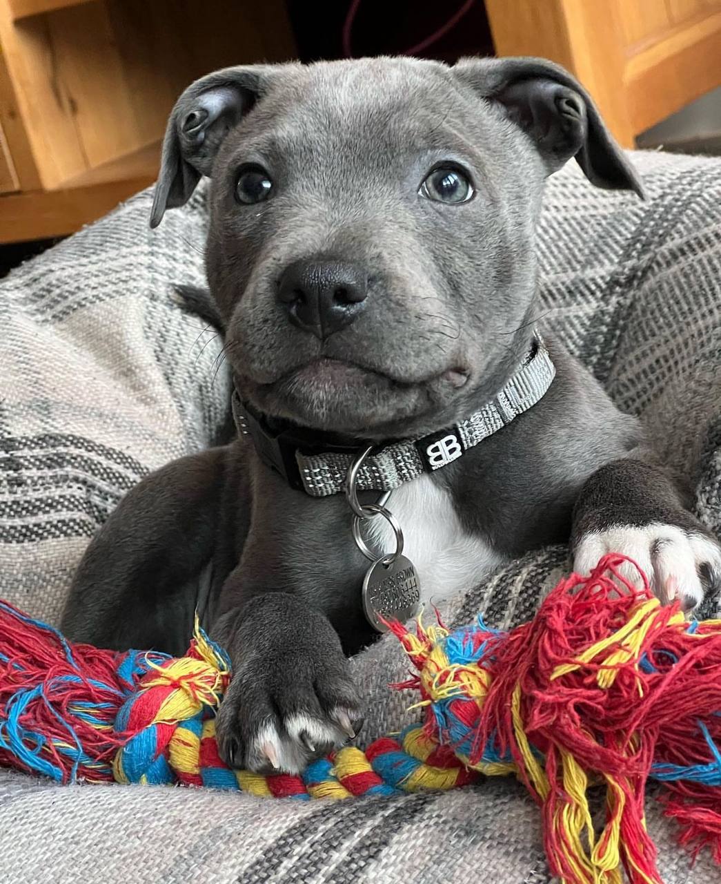 Meet Neville | Blue Staffordshire Bull Terrier - Image 4