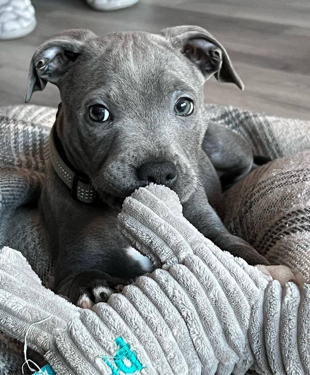 Meet Neville | Blue Staffordshire Bull Terrier - Image 3