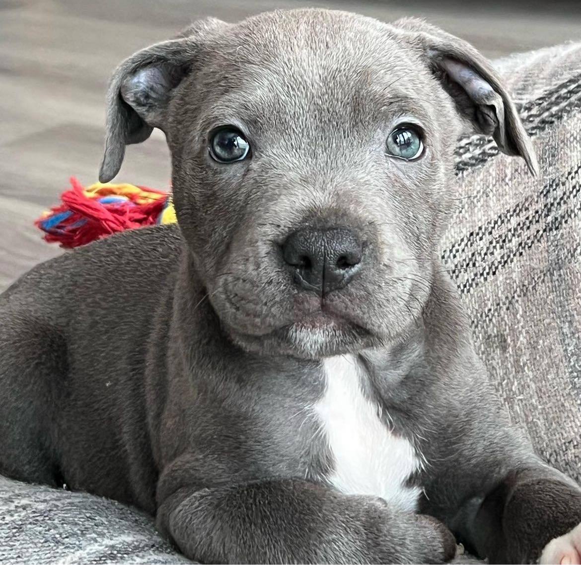 Meet Neville | Blue Staffordshire Bull Terrier - Image 2