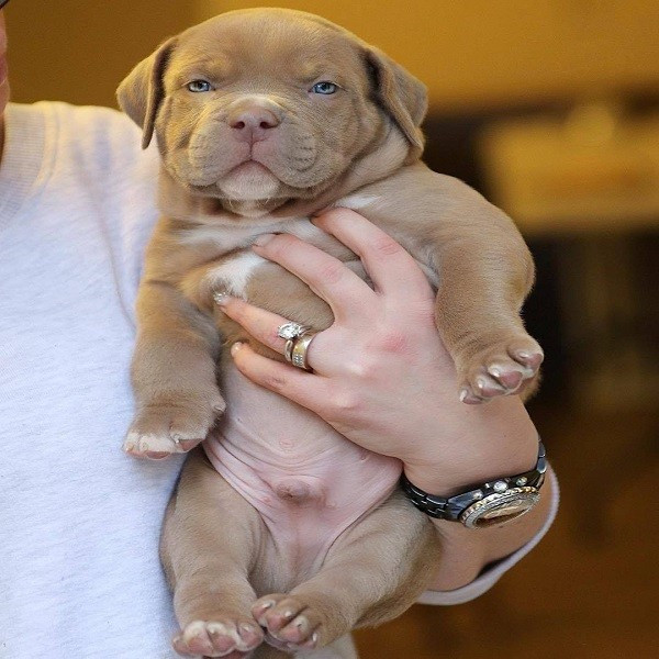 American Pitbull For Sale(Frank)