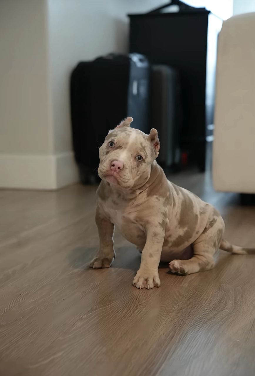 Meet Ella