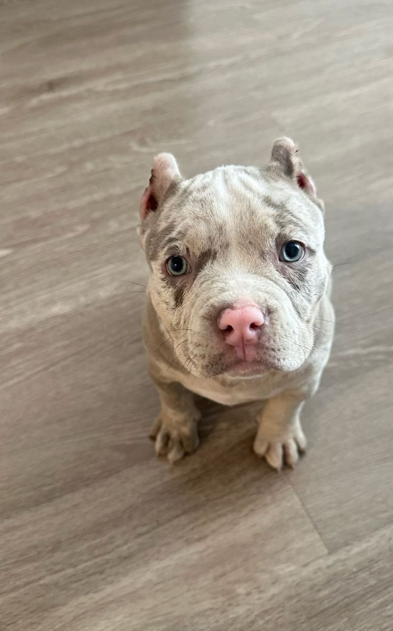 Meet Ella - Image 3