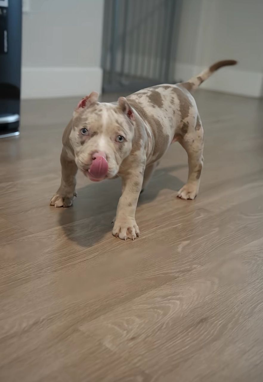 Meet Ella - Image 4