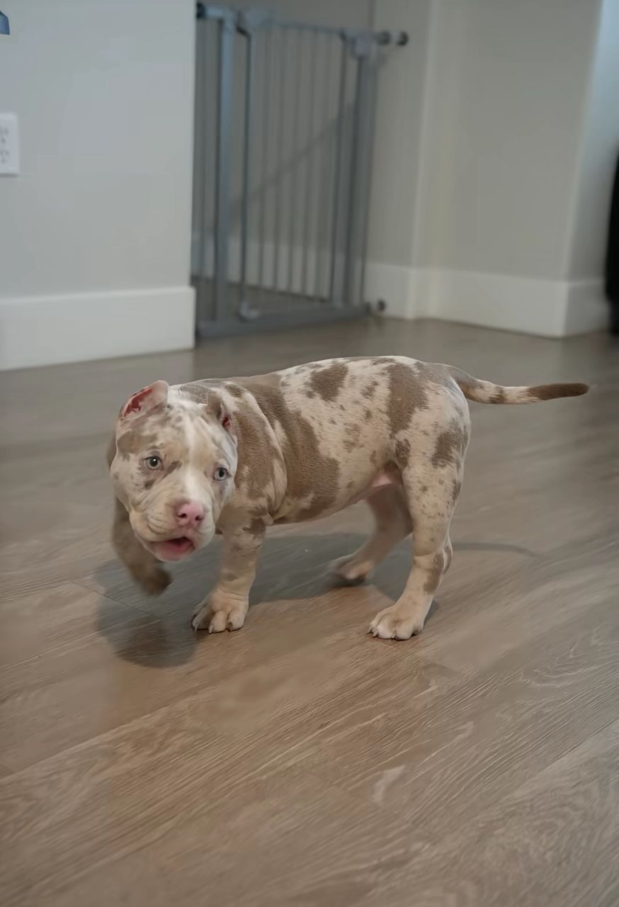 Meet Ella - Image 2