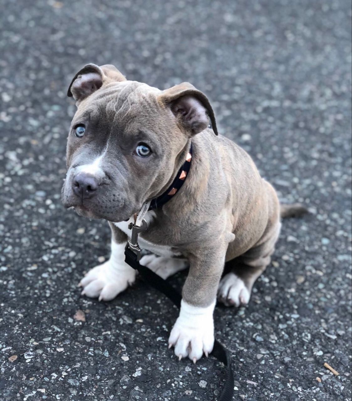 Meet Maggie - Image 4