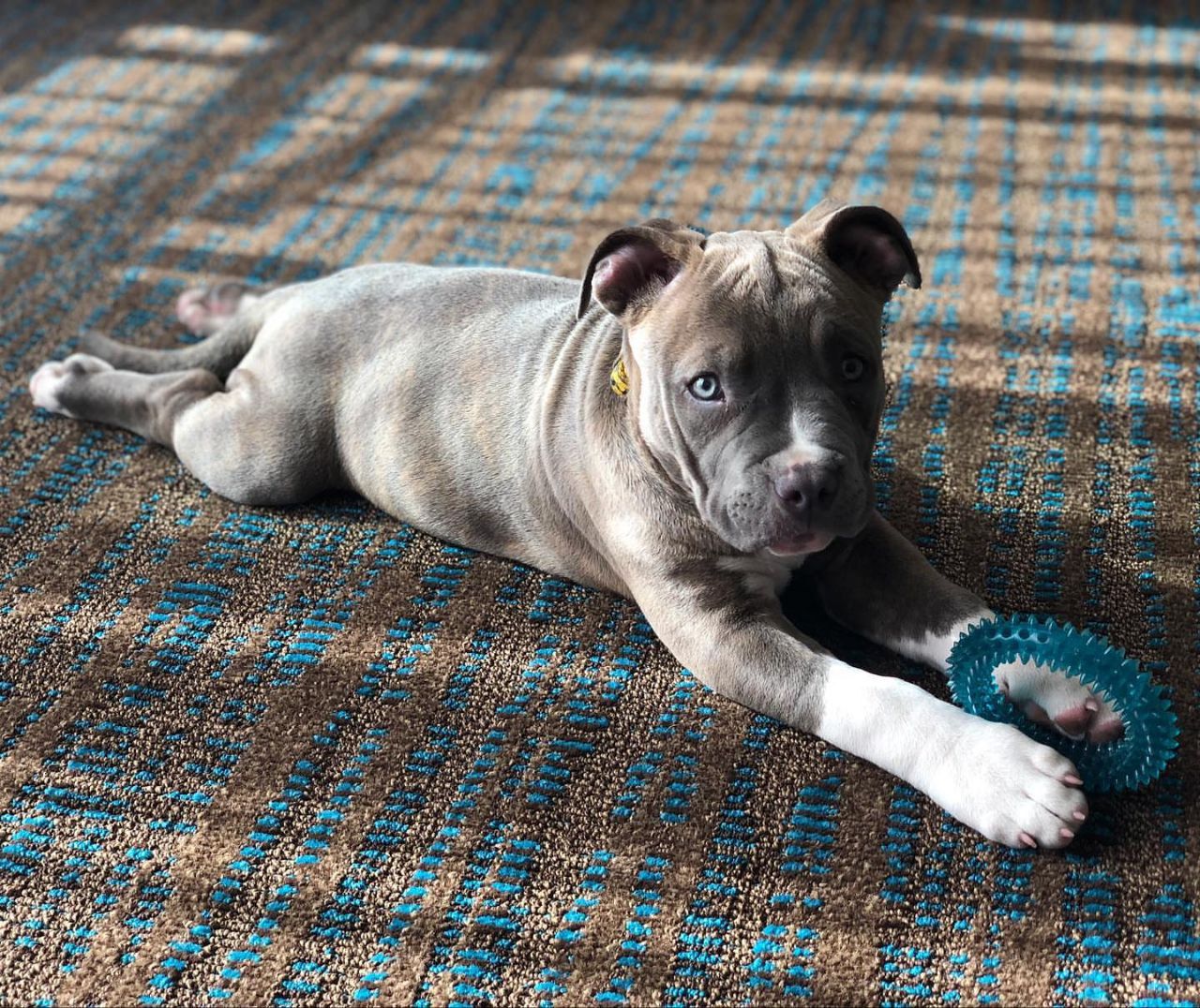Meet Maggie - Image 5
