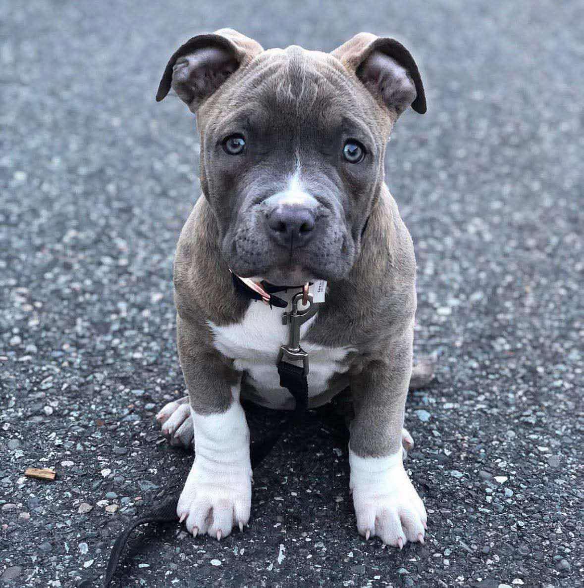 Meet Maggie - Image 2