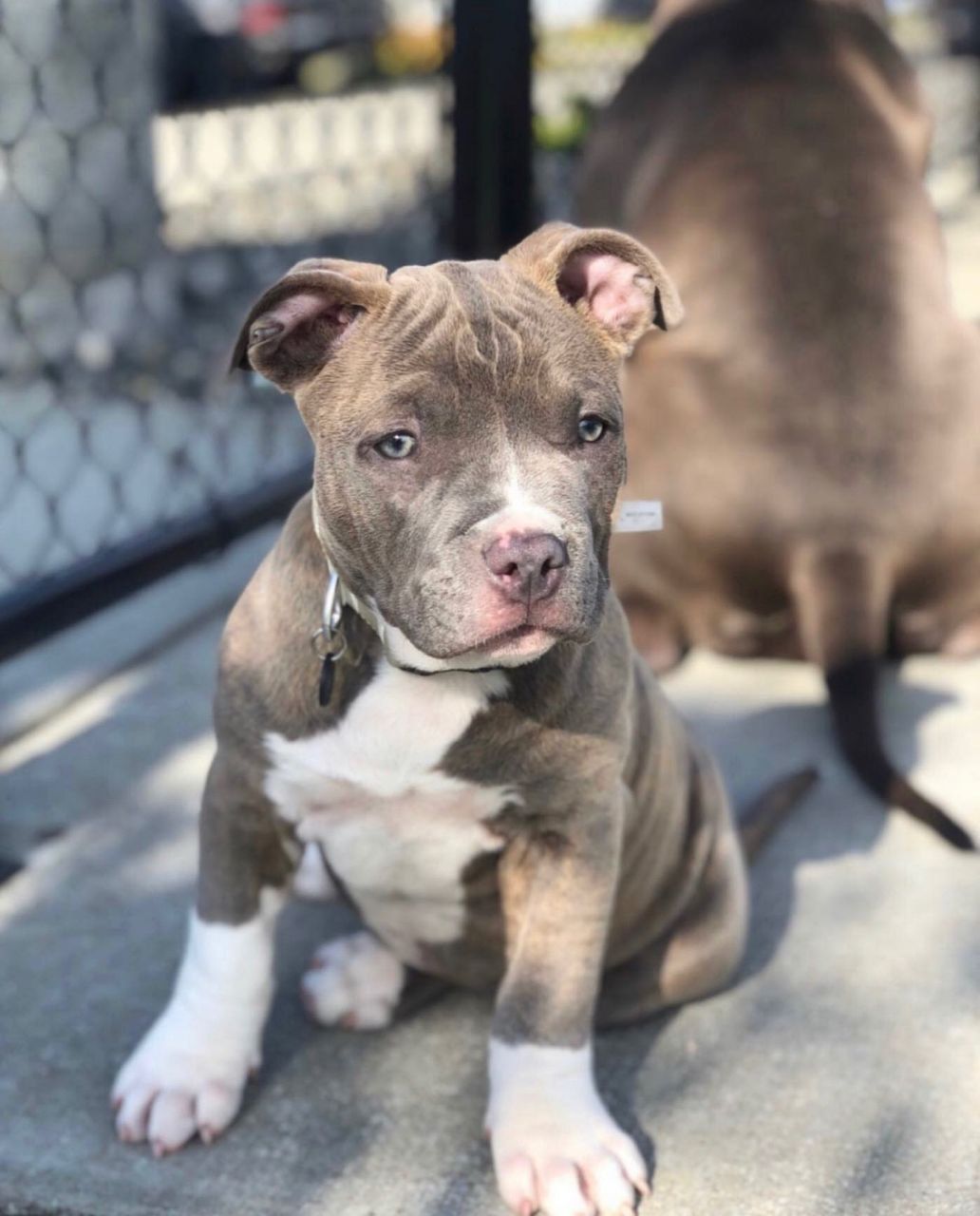 Meet Maggie
