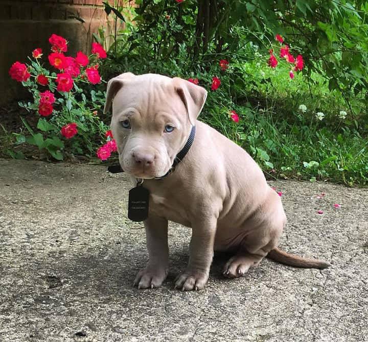 Meet Titan